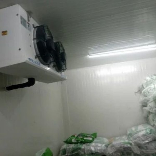 Peas Frozen Chamber